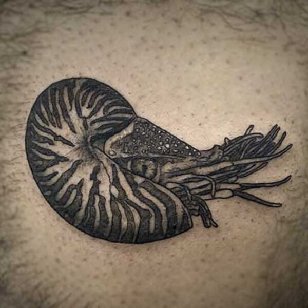 black and white tattoo of a nautilus