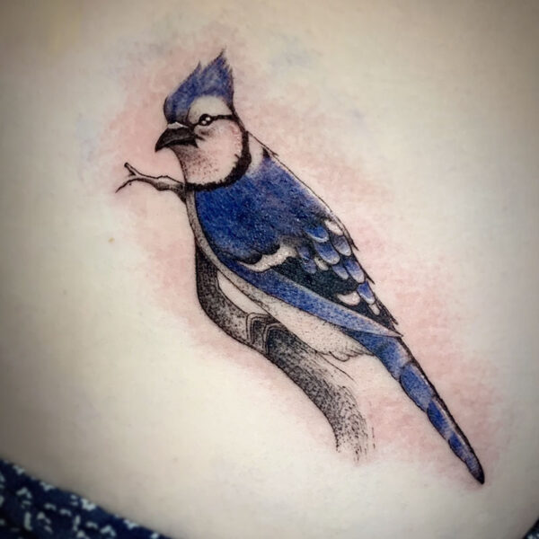 atticus tattoo, coloured realsim tattoo of a blue jay