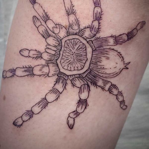atticus tattoo, fine line tattoo of a tarantula