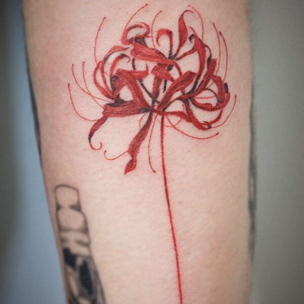 attiucus tattoo, coloured tattoo of a red spider lily
