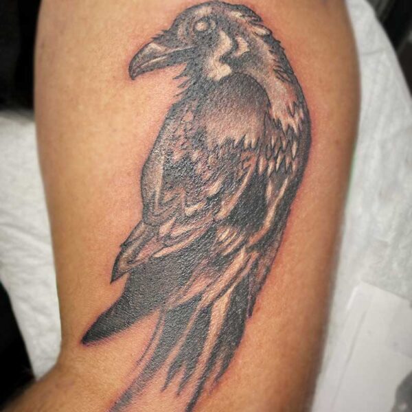 atticus tattoo, black and white tattoo of a raven