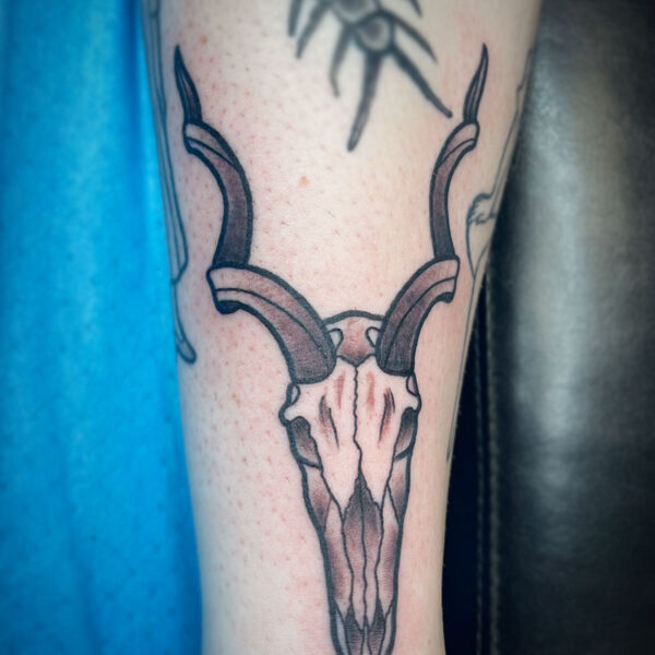 atticus tattoo, black and grey neotraditional tattoo of a antelope skull