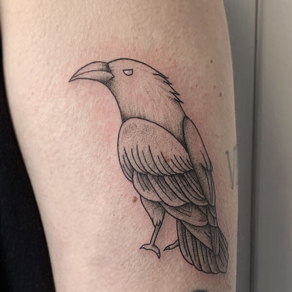 atticus tattoo, black and grey old school tattoo of a raven