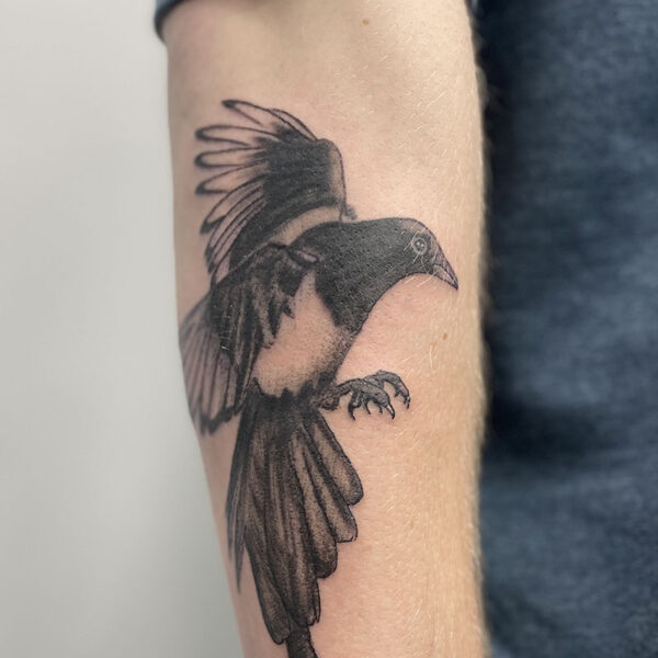 atticus tattoo, black and grey, realism tattoo of a magpie