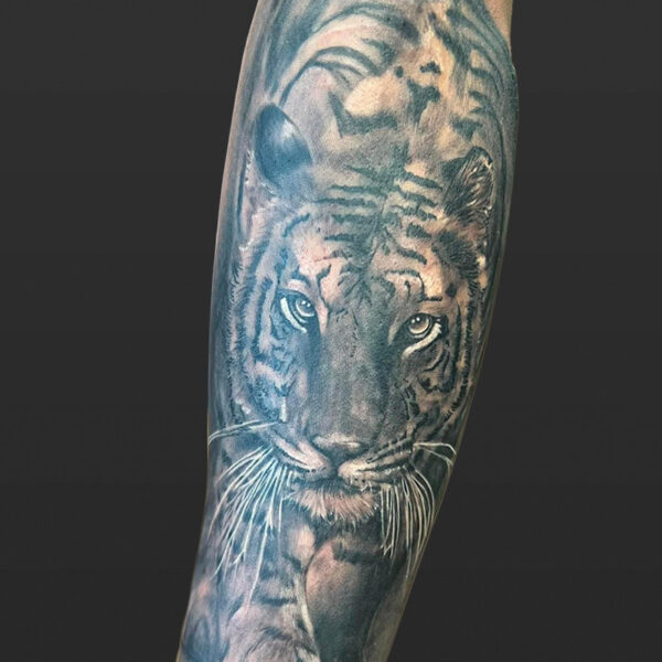 Atticus Tattoo| Black and grey, realism tattoo of a tiger walking
