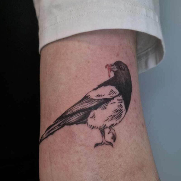 Atticus Tattoo| Illustrative tattoo| Magpie| Illustrative tattoo of a magpie with flesh in it's beak