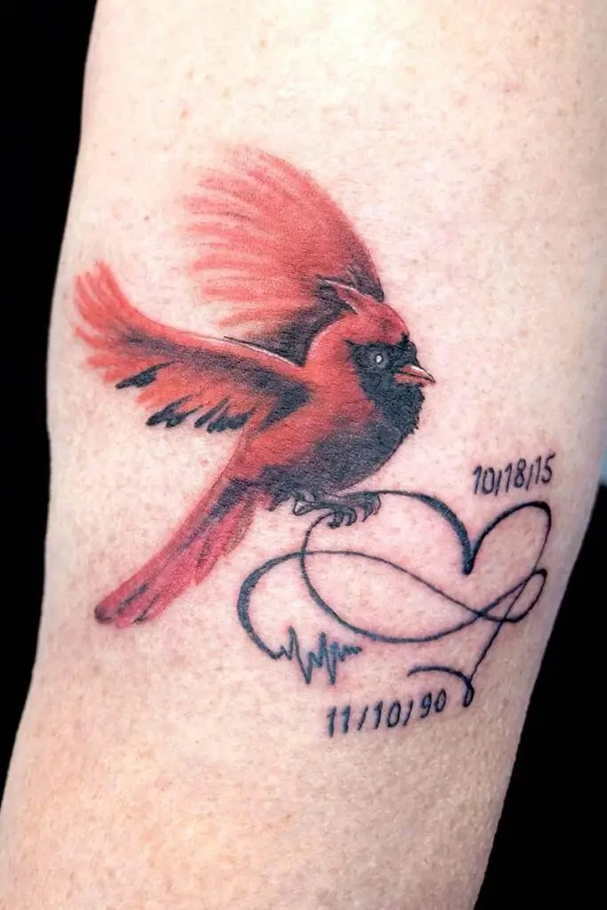 Atticus Tattoo| Realism tattoo of a red cardinal bird with initials and two dates