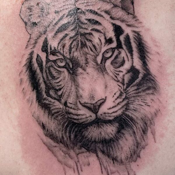Close-up of a black-and-gray tiger head tattoo on skin, with detailed fur shading and a dripping lower edge effect.